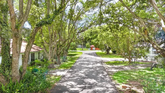 a view of a yard with plants and large trees