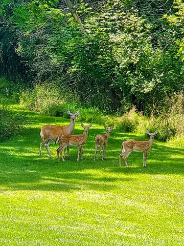 $619,000 | 418 1/2 Wilkinson Street, Chelsea, MI 48118