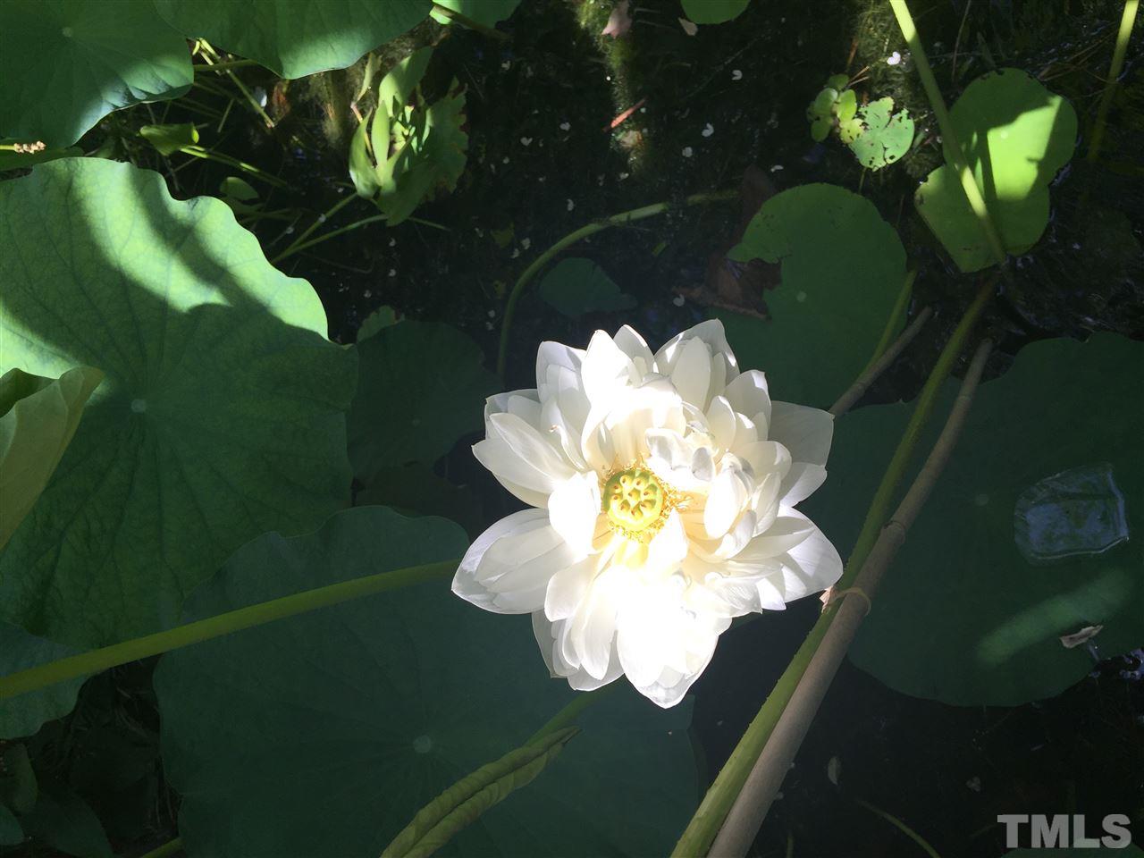6712 Perkins Drive Raleigh, NC 27612 - Photo 29 of 30 Picture taken last year of Lily in Zen pond.