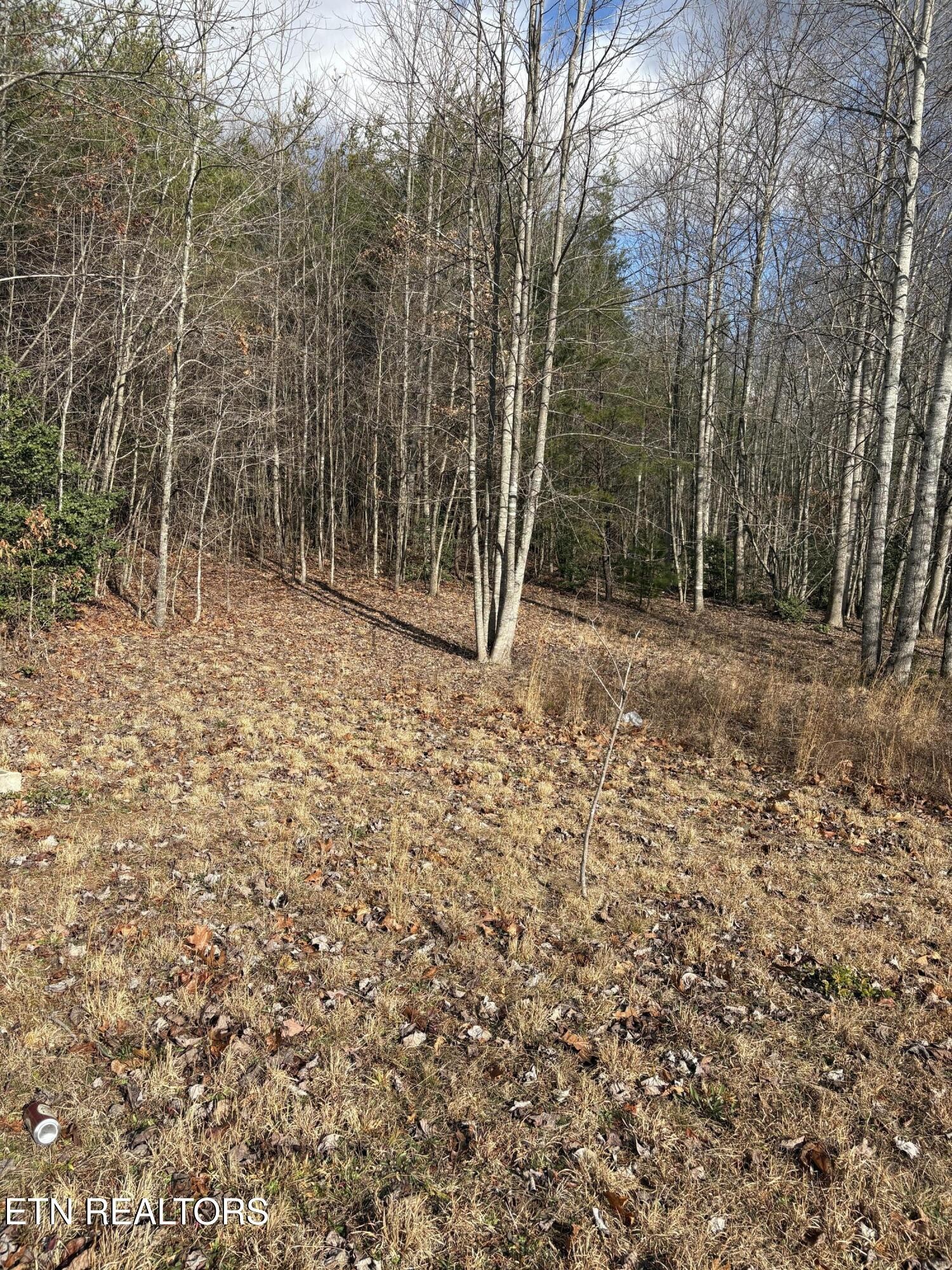 106 Swafford Road Spring City, TN 37381 - Photo 5 of 19 a view of a yard with trees