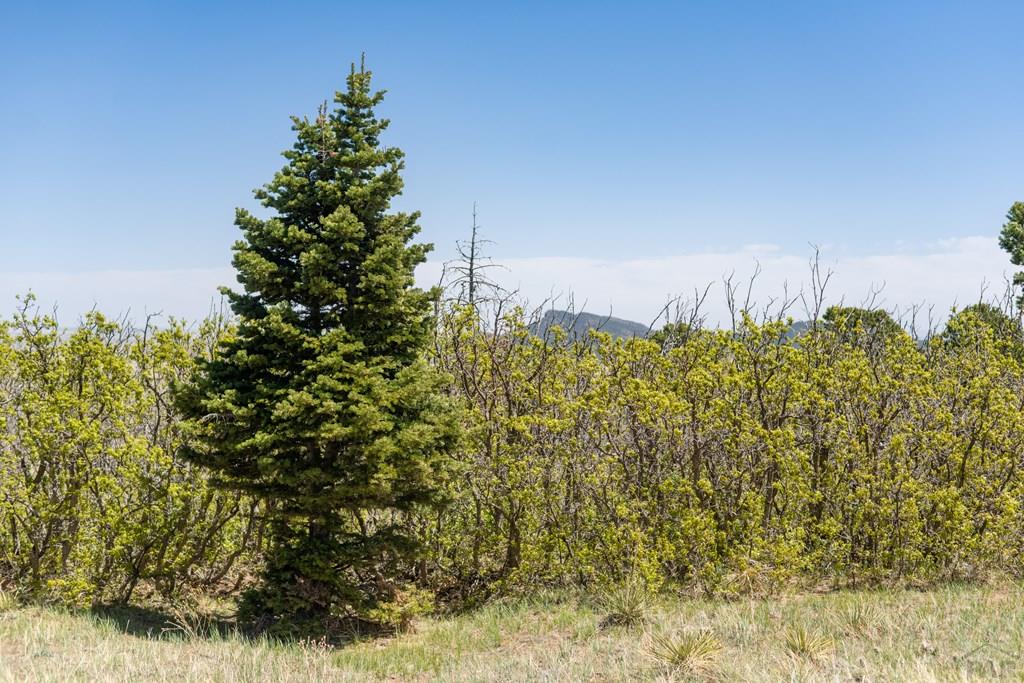 Lot 25 Majors Ranch Walsenburg, CO 81089 - Photo 7 of 34