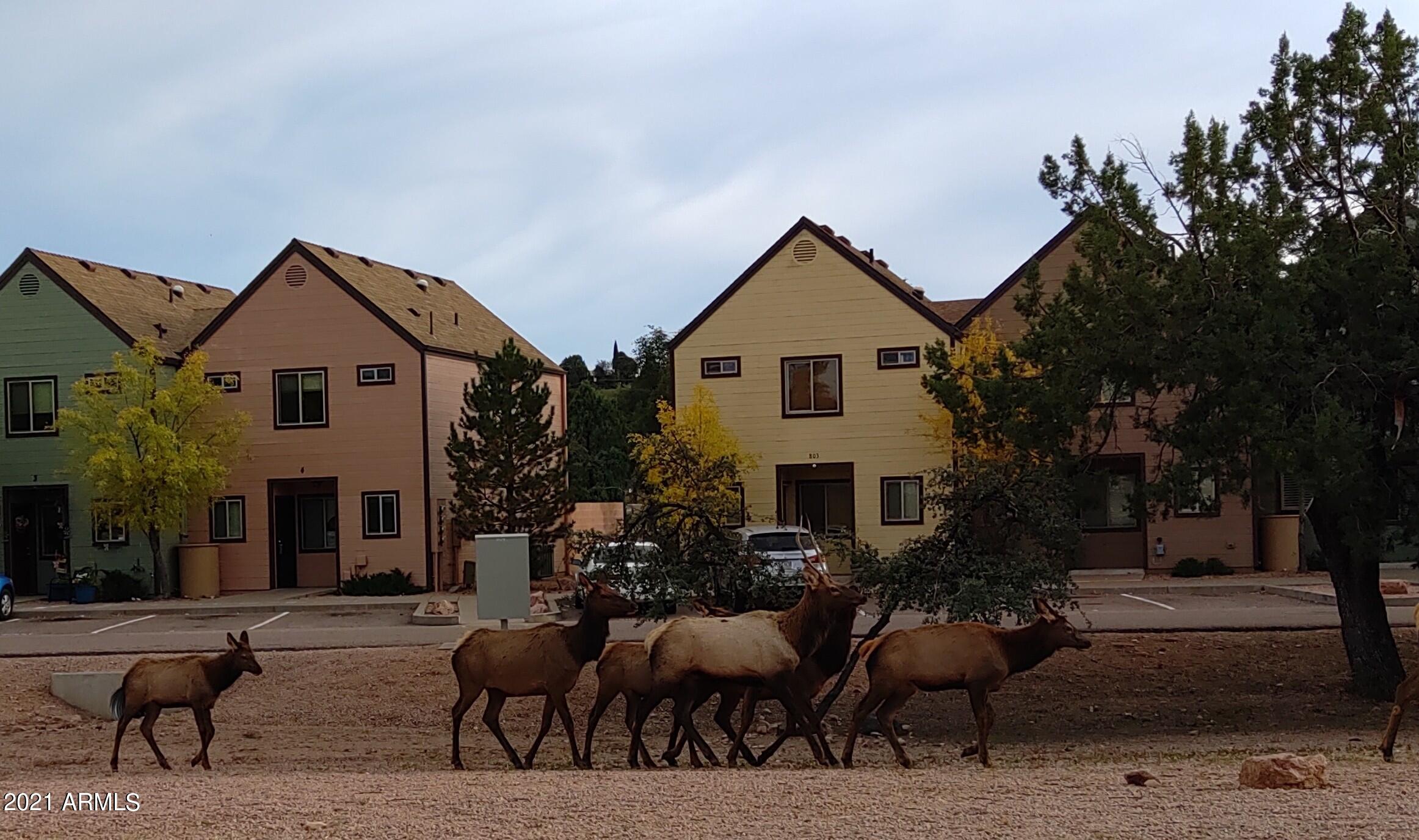 801 West Longhorn Road, Unit 4 Payson, AZ 85541 - Photo 21 of 21 Elk in Front