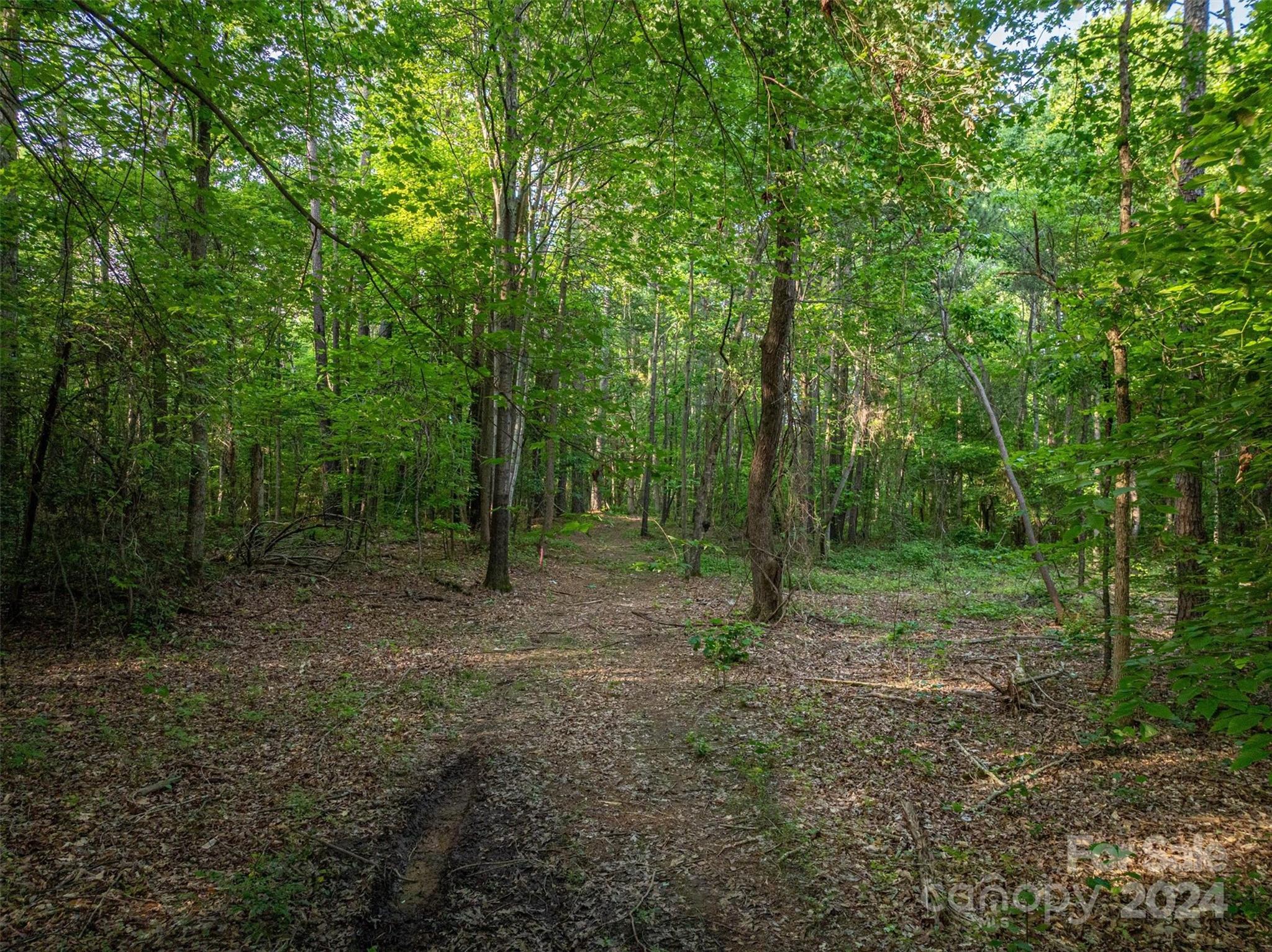 5117 Grassy Creek Road Denver, NC 28037 - Photo 11 of 12 a view of a forest with trees in the background