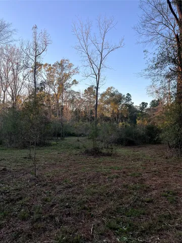 a view of a dirt road with large trees
