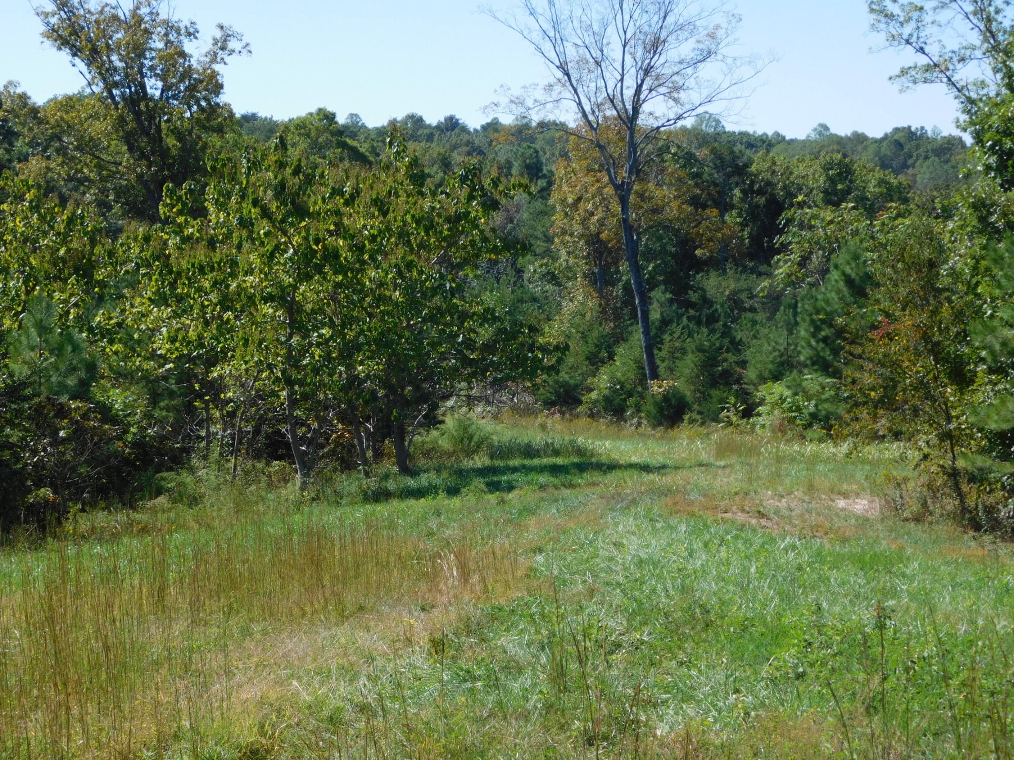 0 Lower River Road Northwest Georgetown, TN 37336 - Photo 11 of 17 a view of a green field with a tree