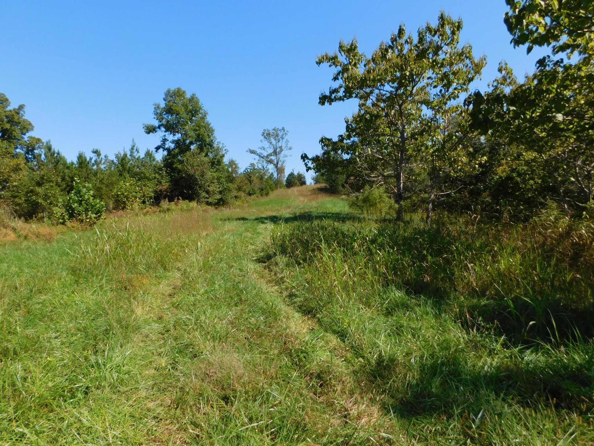 0 Lower River Road Northwest Georgetown, TN 37336 - Photo 3 of 17 a view of a lush green space