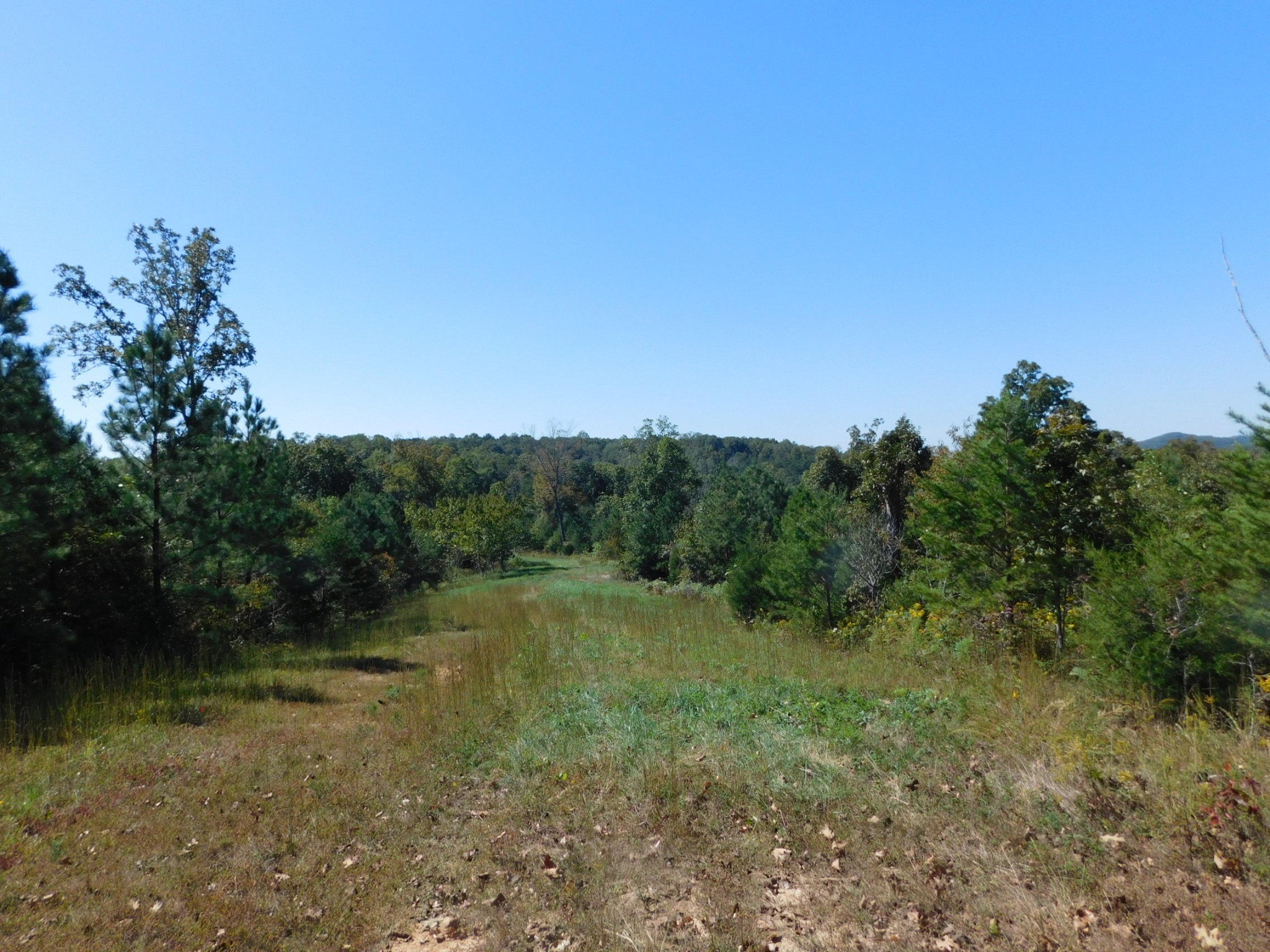 0 Lower River Road Northwest Georgetown, TN 37336 - Photo 4 of 17 a view of a field with trees in the background