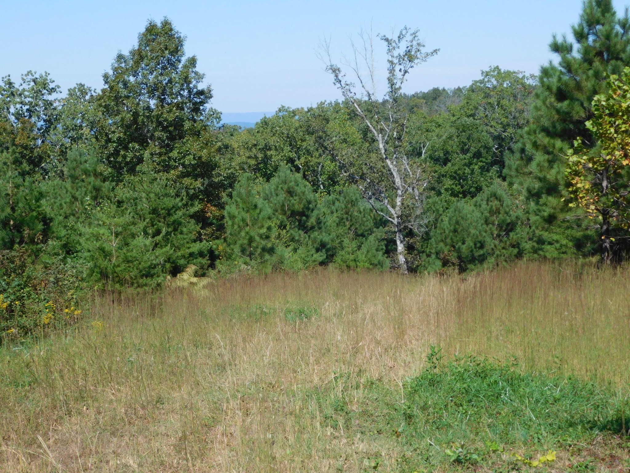 0 Lower River Road Northwest Georgetown, TN 37336 - Photo 10 of 17 a view of a lake from a yard