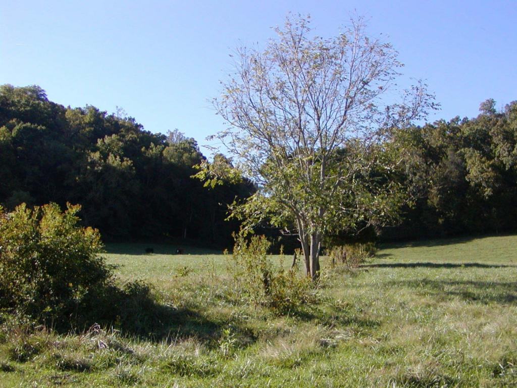 1 Warren Road Piney Flats, TN 37686 - Photo 19 of 35 Photo 19