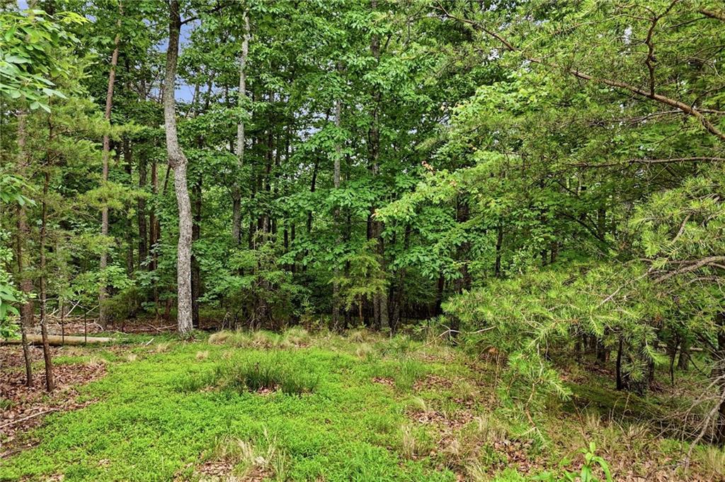 0 Owl Ridge Way Jasper, GA 30143 - Photo 2 of 22 a view of a lush green forest