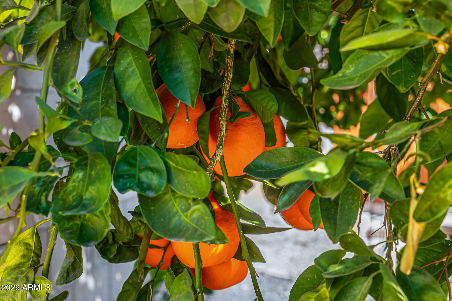6726 North 11th Street Phoenix, AZ 85014 - Photo 48 of 49 a view of banana tree