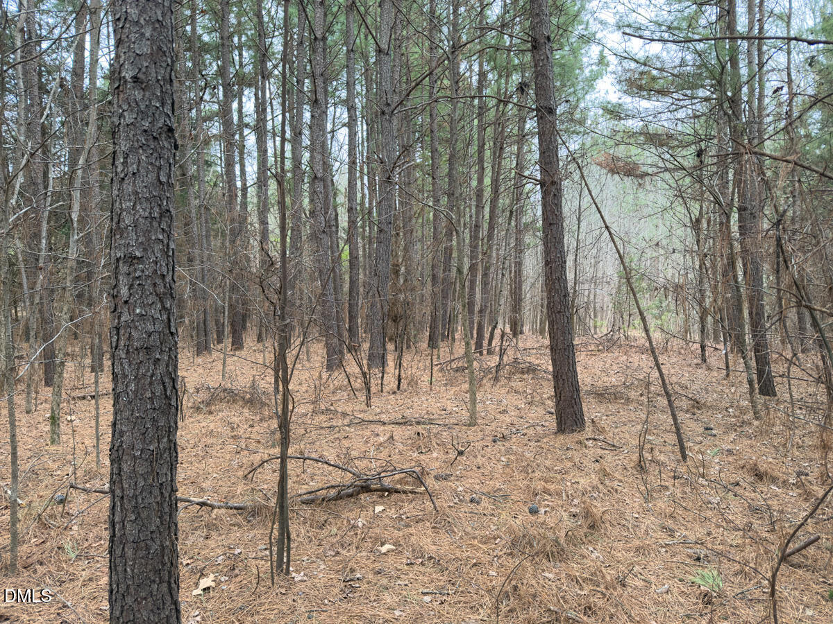 0 Mt Pleasant Church Road Manson, NC 27553 - Photo 32 of 44 a view of a yard with a tree