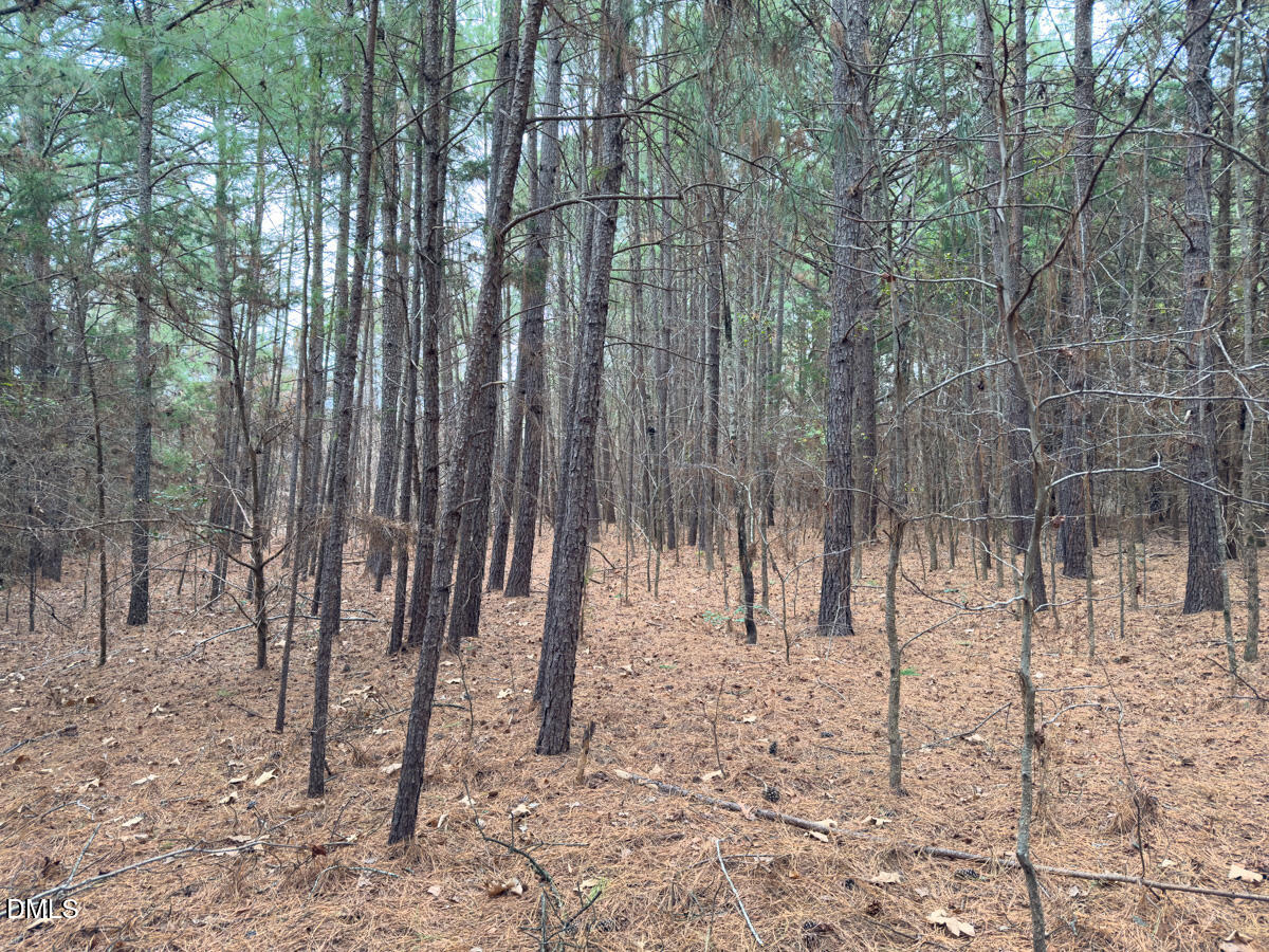 0 Mt Pleasant Church Road Manson, NC 27553 - Photo 34 of 44 a view of a yard with trees