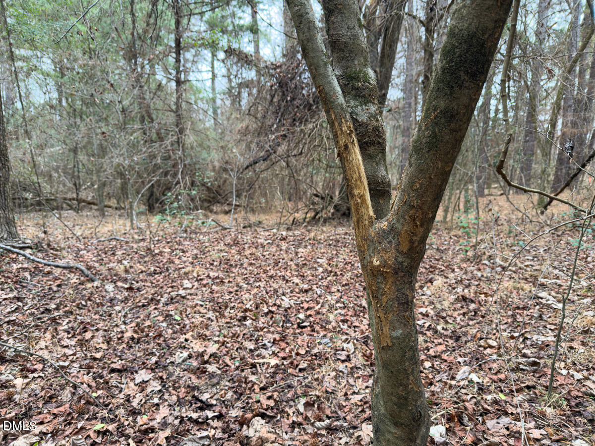 0 Mt Pleasant Church Road Manson, NC 27553 - Photo 36 of 44 a view of a tree with a yard