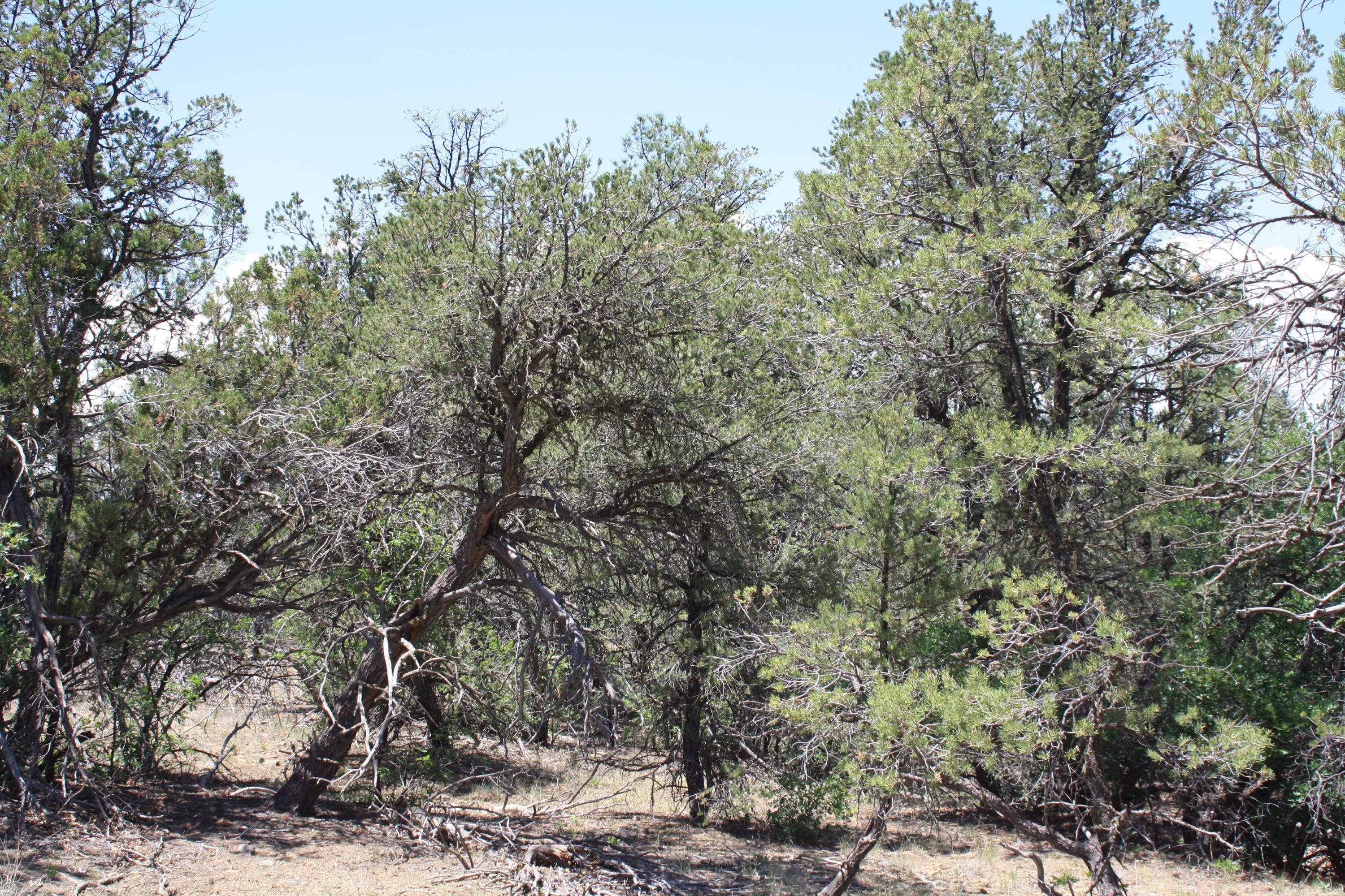 4-6 Bodean Road Ramah, NM 87357 - Photo 23 of 58 Gallery Image 23