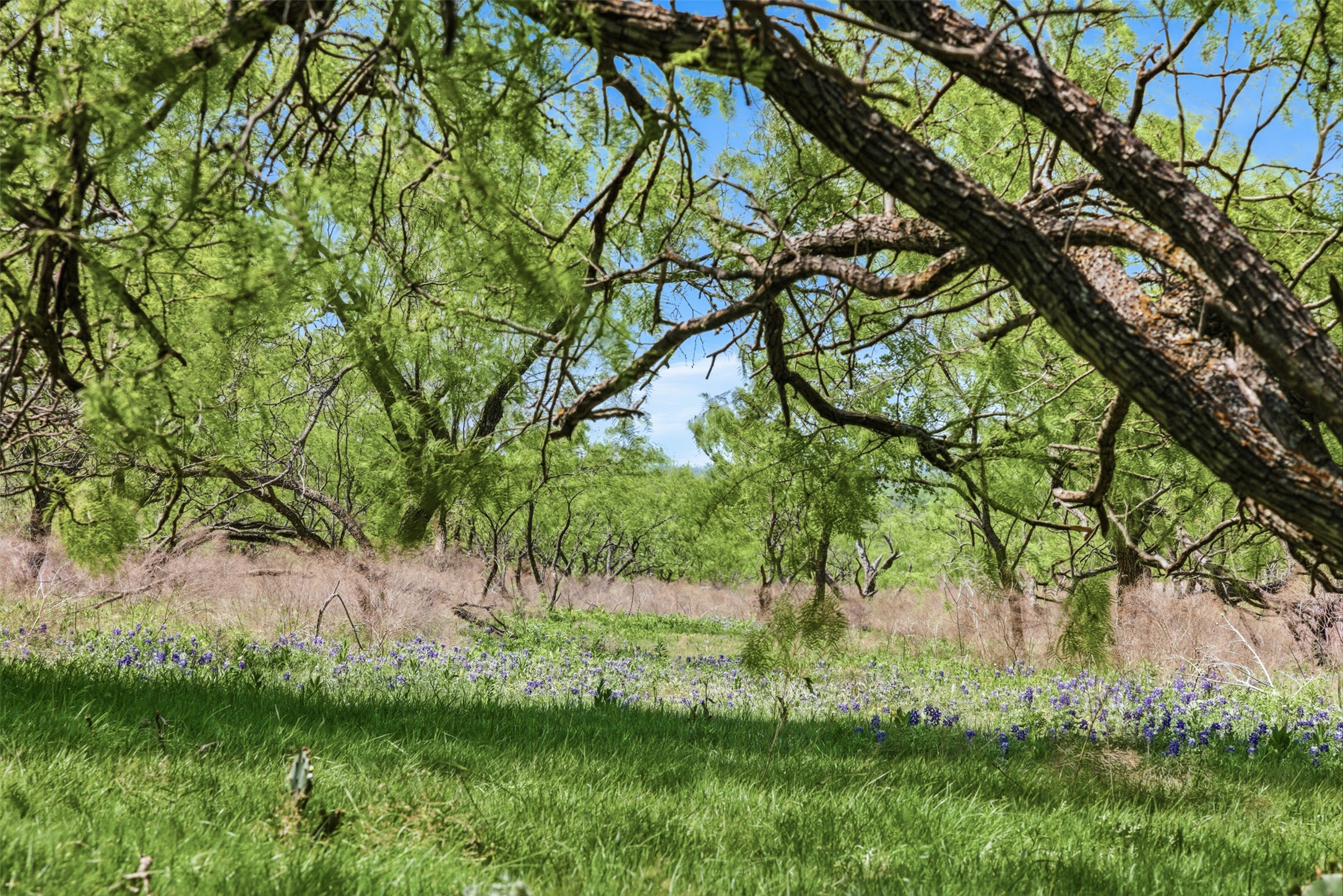 Mature trees frame a lush green meadow dotted with wildflowers under clear blue skies.
