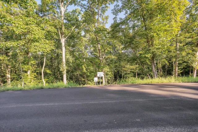 a city view with tall trees