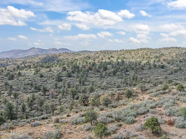 a view of a dry yard with lots of trees