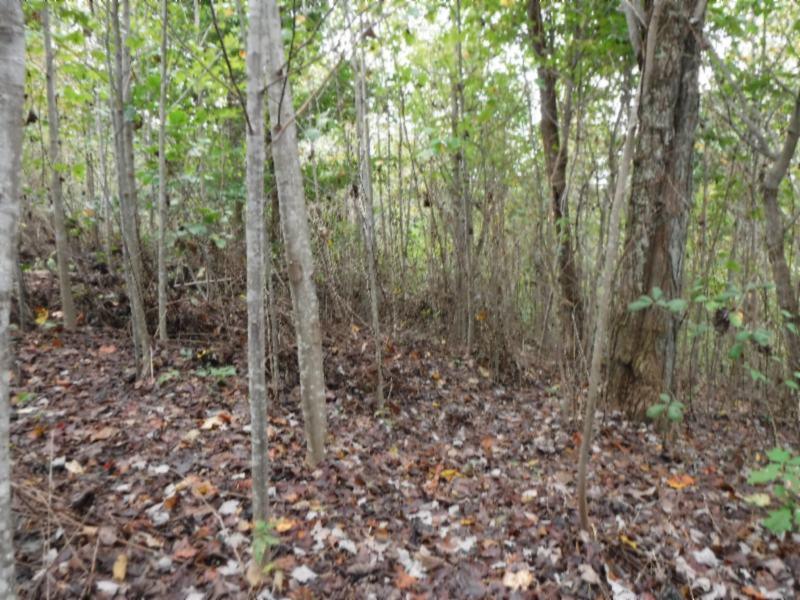 24-ac South Fork Road Whitleyville, TN 38588 - Photo 15 of 23 DSCF8305