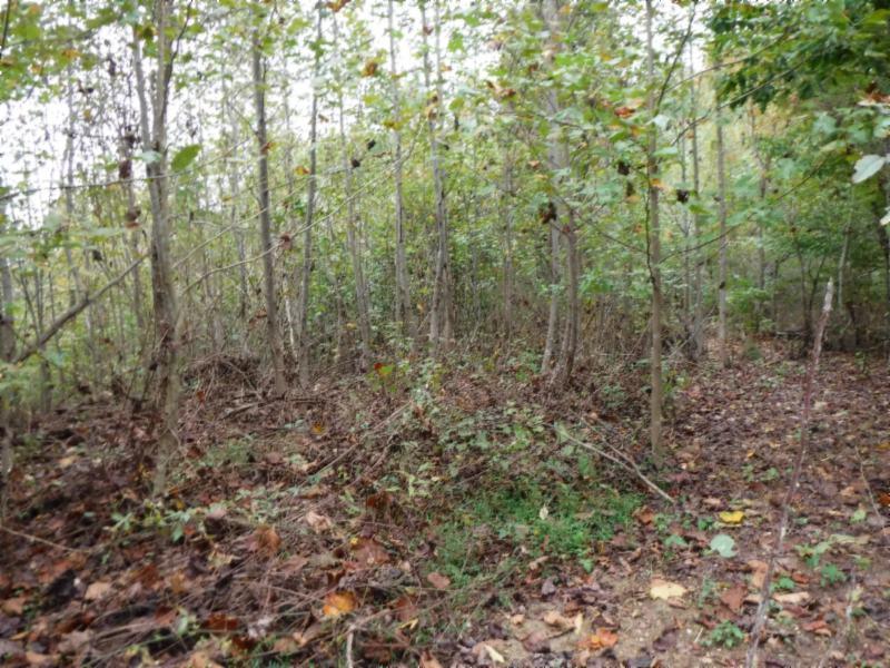 24-ac South Fork Road Whitleyville, TN 38588 - Photo 8 of 23 DSCF8296