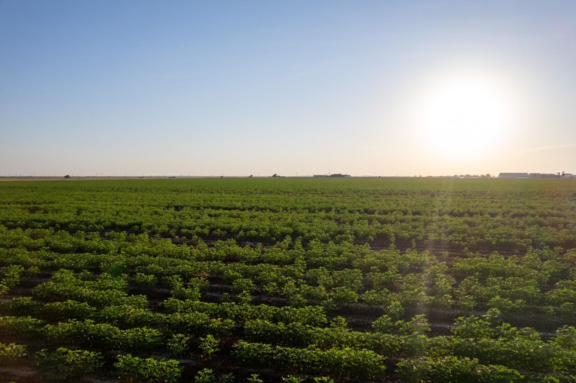 0 Shepard Street Abernathy, TX 79311 - Photo 4 of 7 a view of a green field