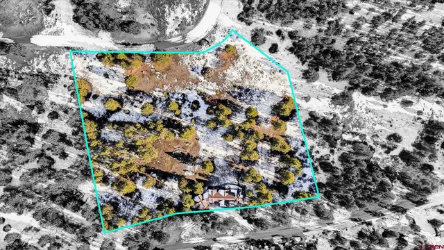 view of a tree with flowers