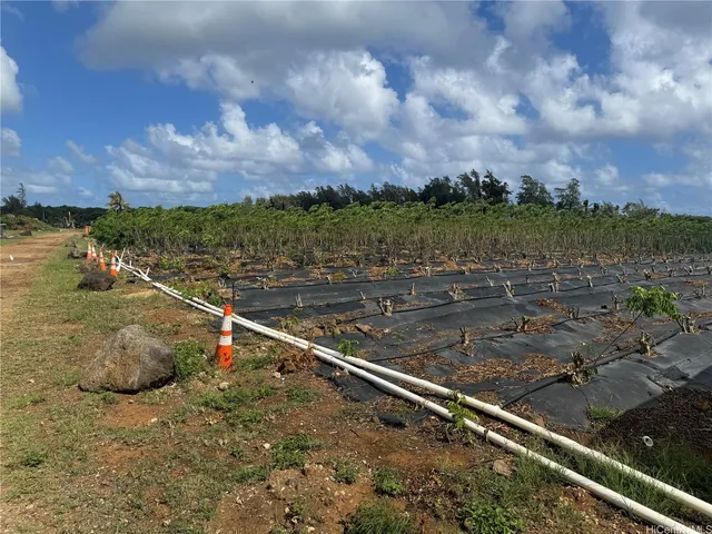 a view of a dry yard with wooden fence
