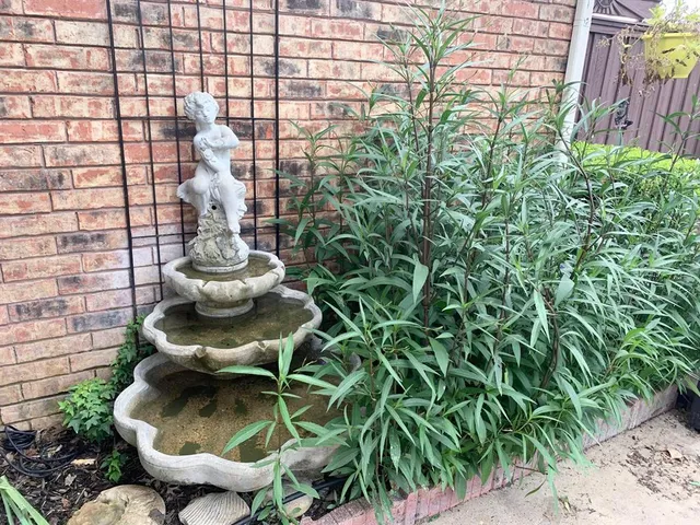 a close up of a toilet in a backyard