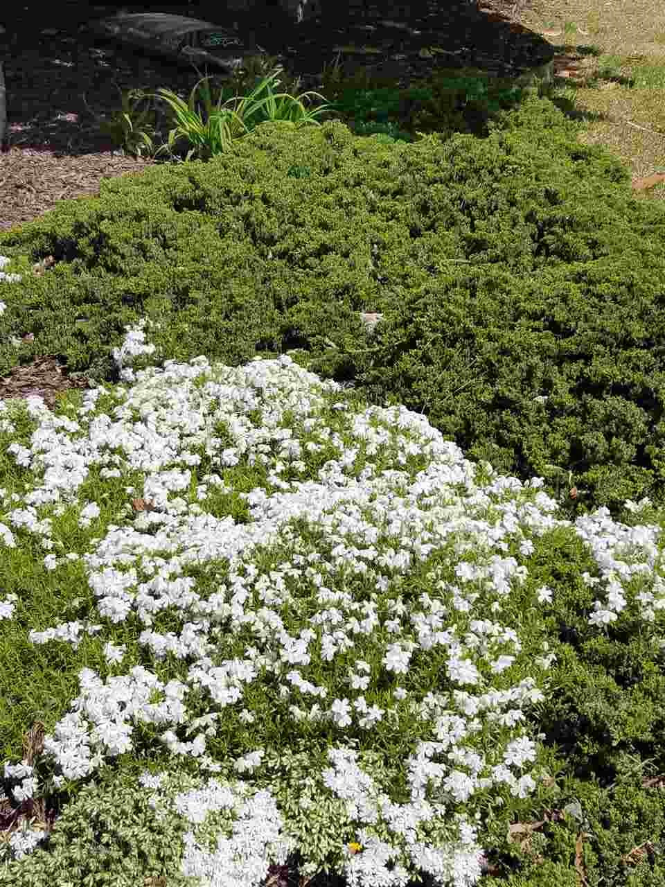 1504 Pecore Place Raleigh, NC 27615 - Photo 24 of 25 landscaping