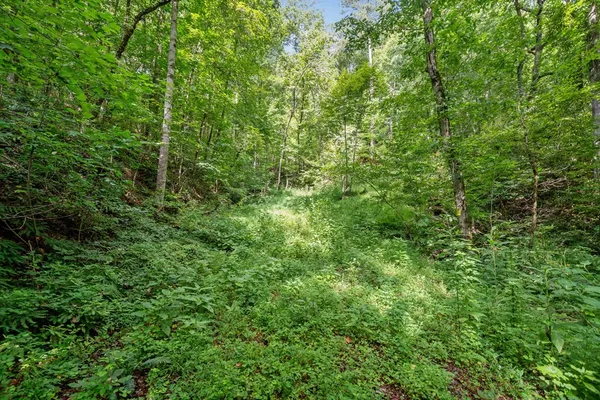 a view of forest