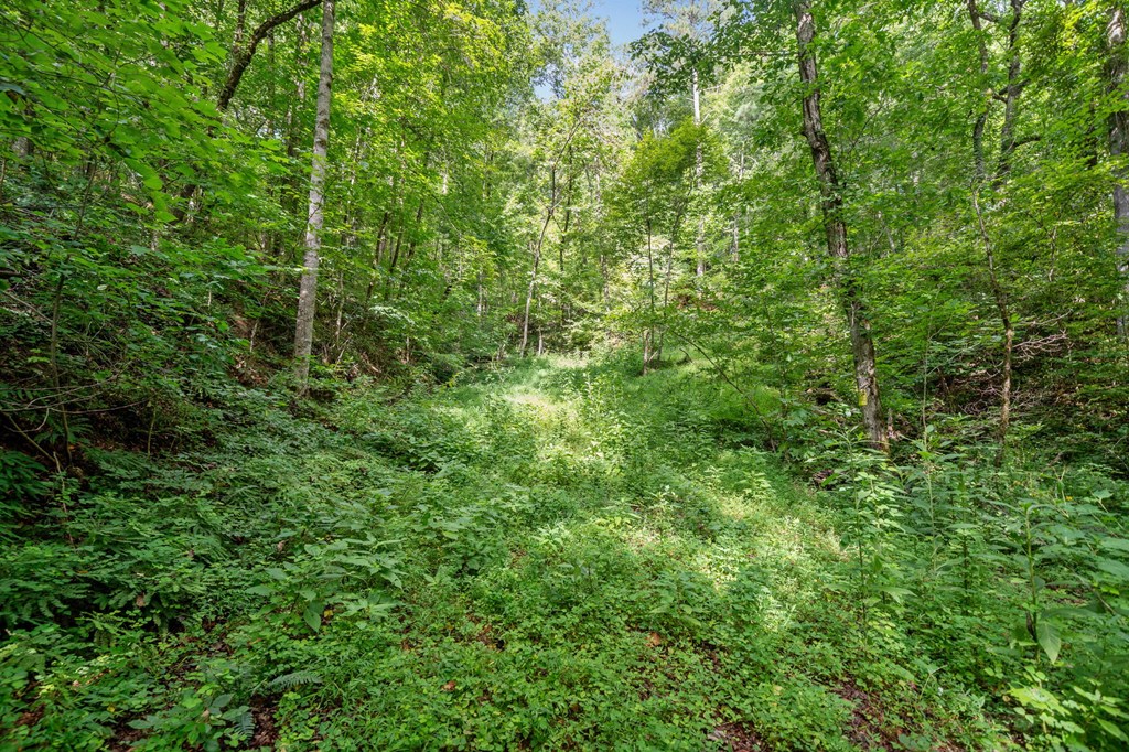 3.11-ac Cove Road Jasper, GA 30143 - Photo 11 of 15