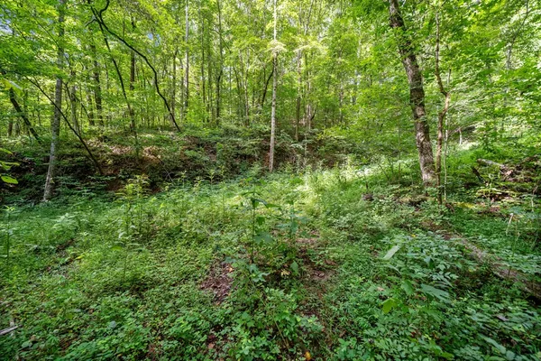 a view of a lush green forest