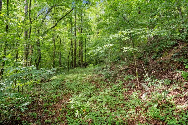 a view of a lush green forest