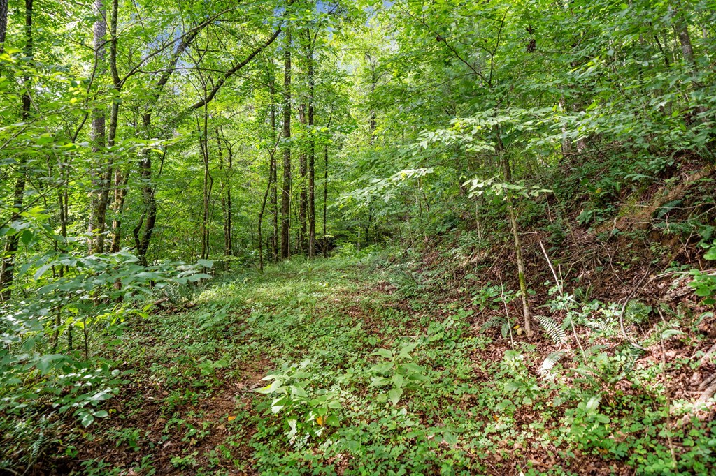 3.11-ac Cove Road Jasper, GA 30143 - Photo 13 of 15