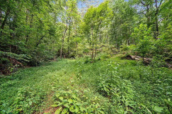 a view of a lush green forest