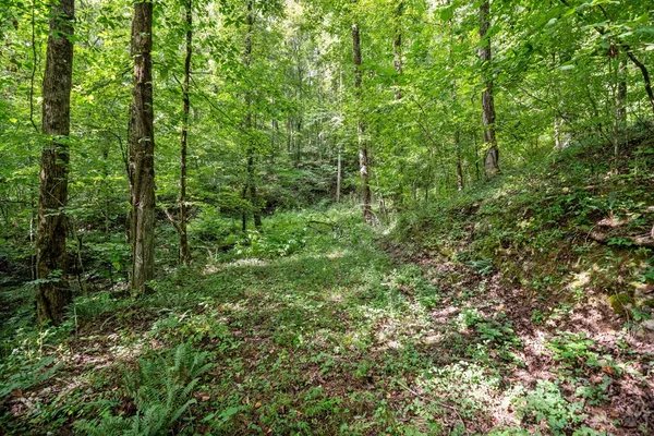 a view of a lush green forest