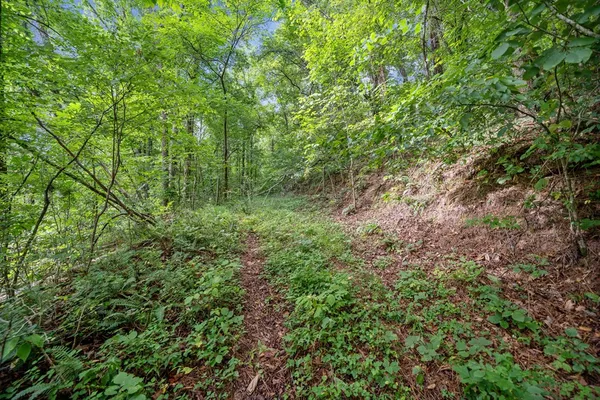 a view of a lush green forest