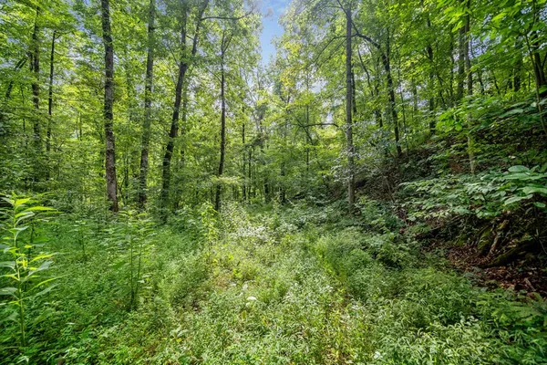 a view of a lush green forest