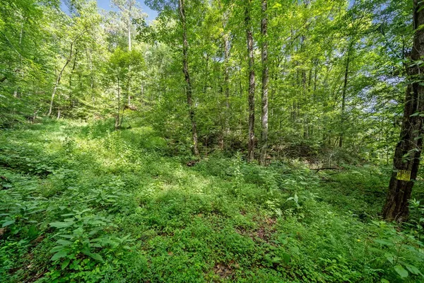 a view of a lush green forest