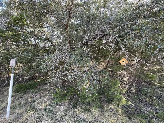 a view of a forest filled with trees