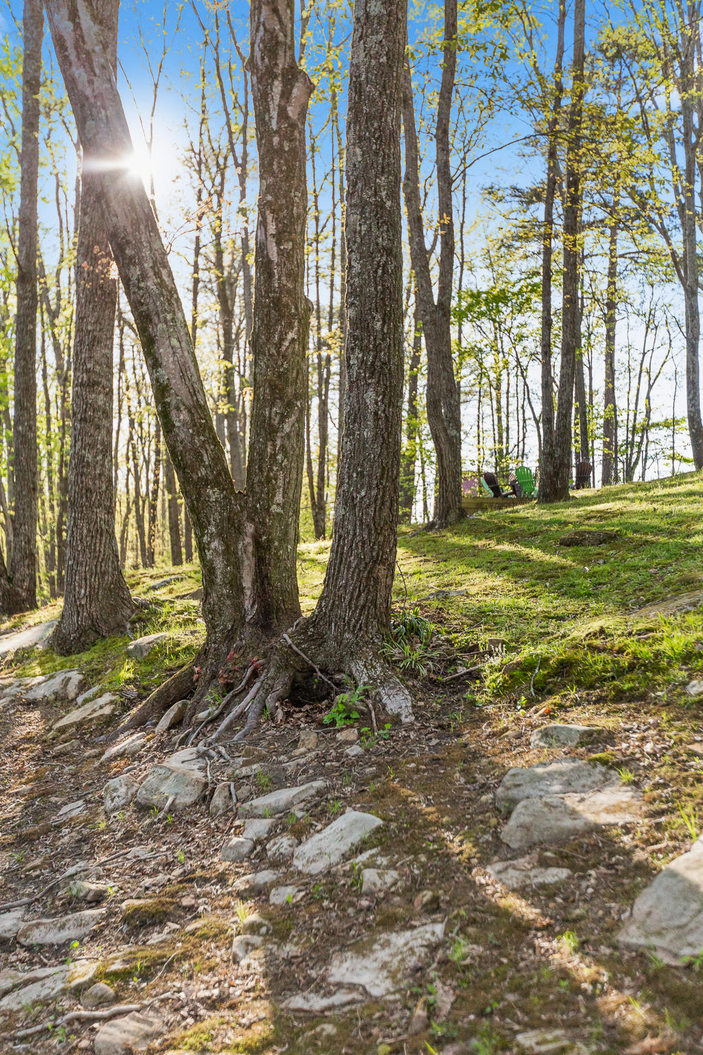 2930 Kell Road Signal Mountain, TN 37377 - Photo 35 of 42 Yard