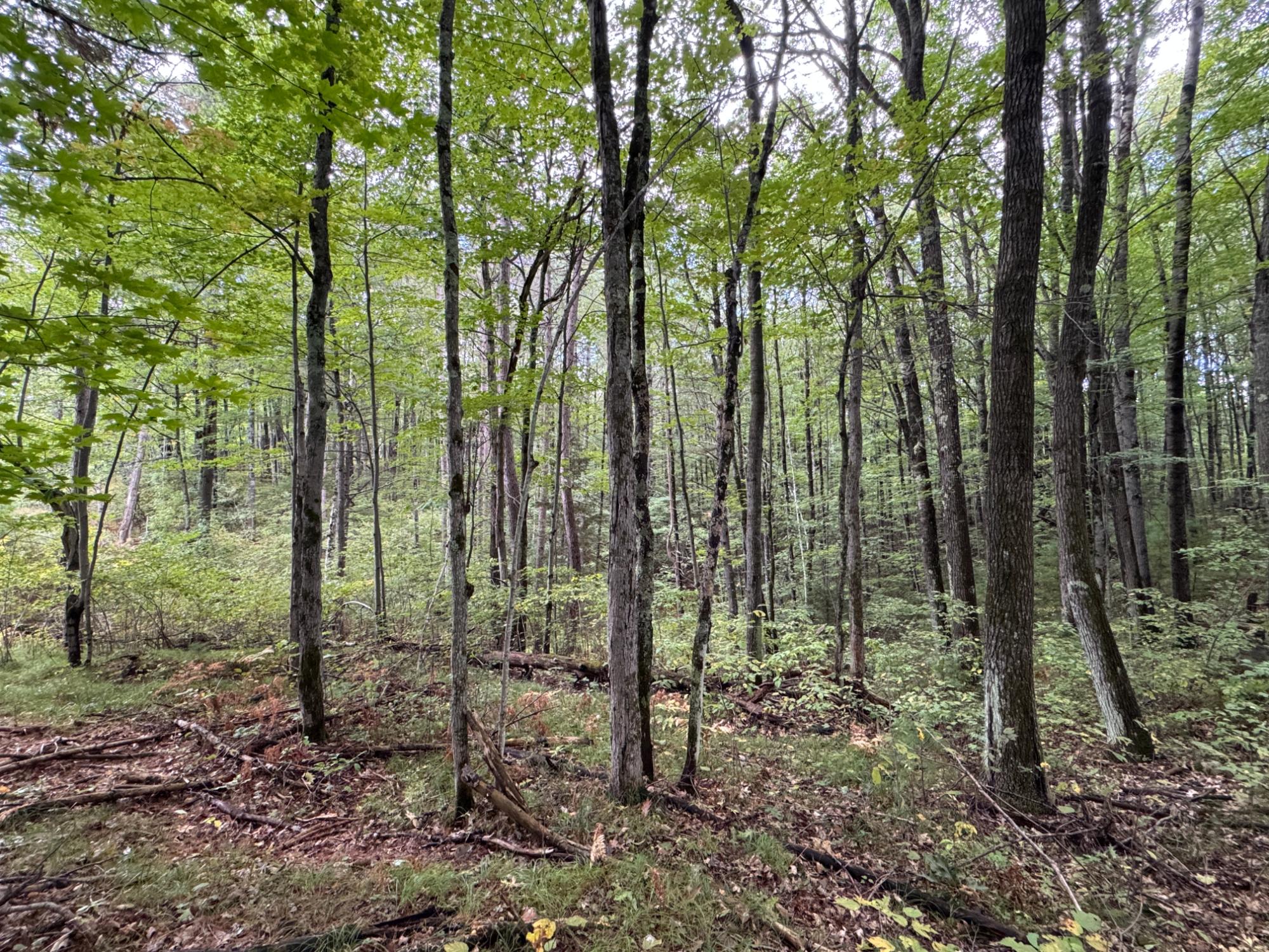 Lot #5 Sutton Road Minocqua, WI 54548 - Photo 6 of 15 Gallery Image 6