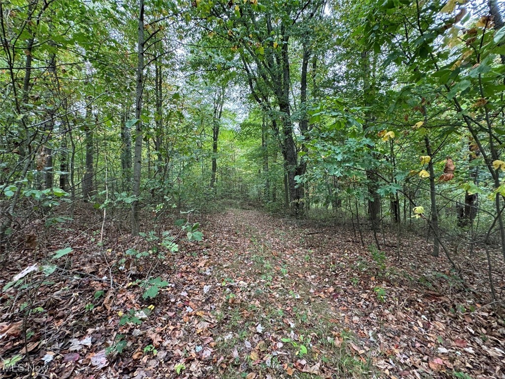 2354 Ivory Road Northwest Dellroy, OH 44620 - Photo 7 of 41 View of local wilderness