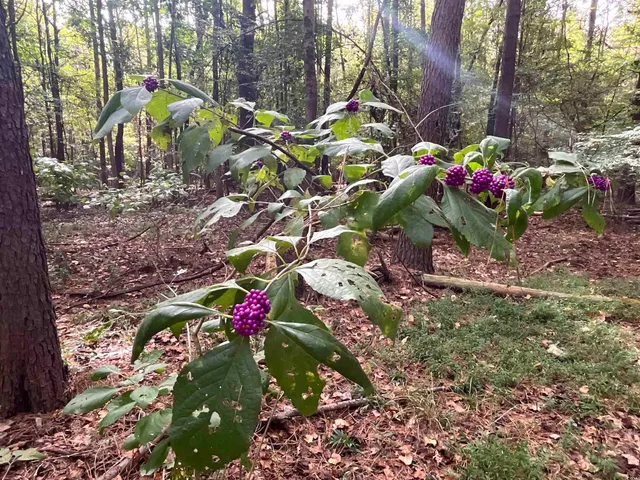 $378,000 | Tbd Aloha Drive, Marion, SC 29571