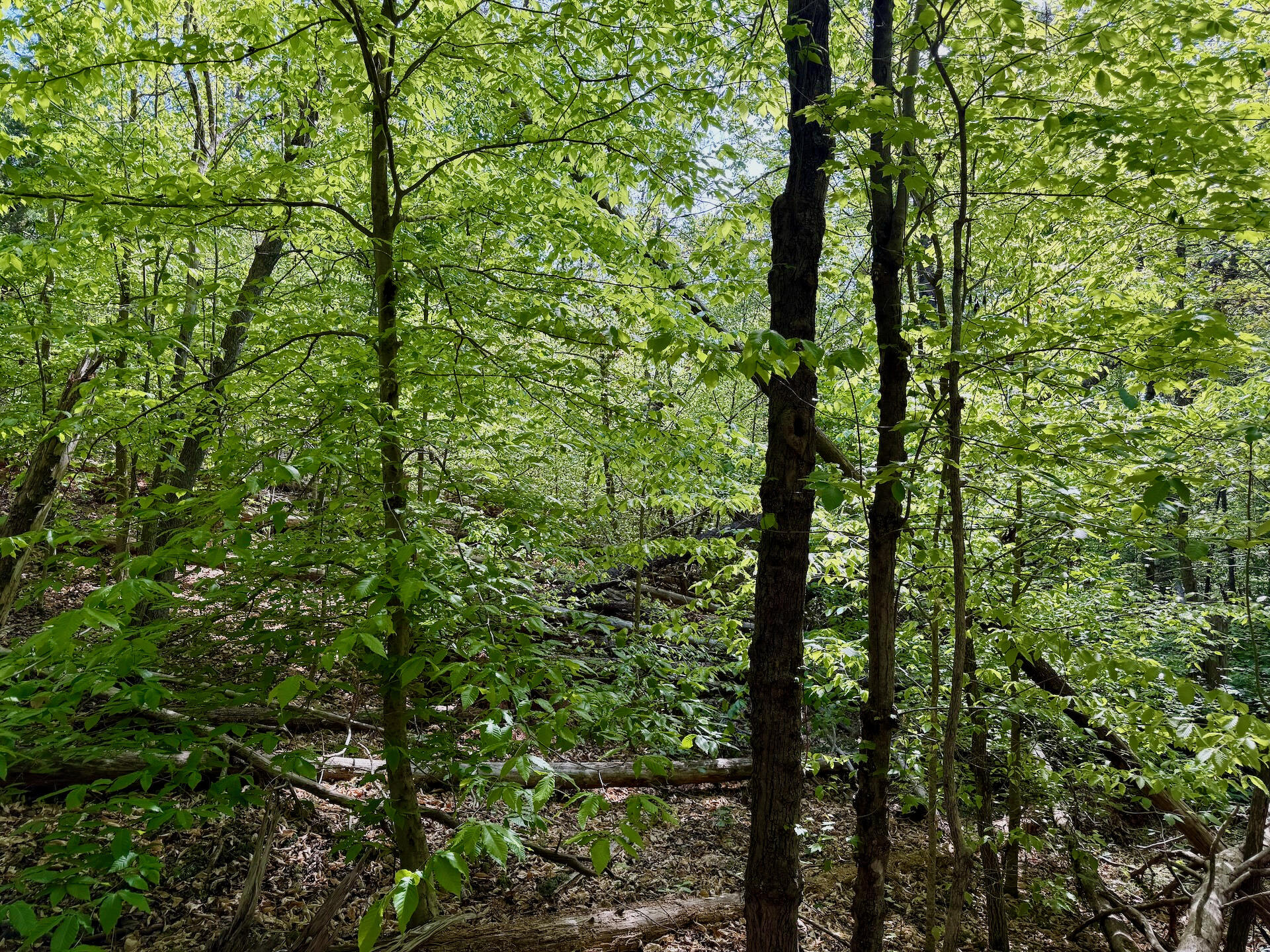 0 River Ridge Lane Axton, VA 24054 - Photo 20 of 44 a view of outdoor space and trees