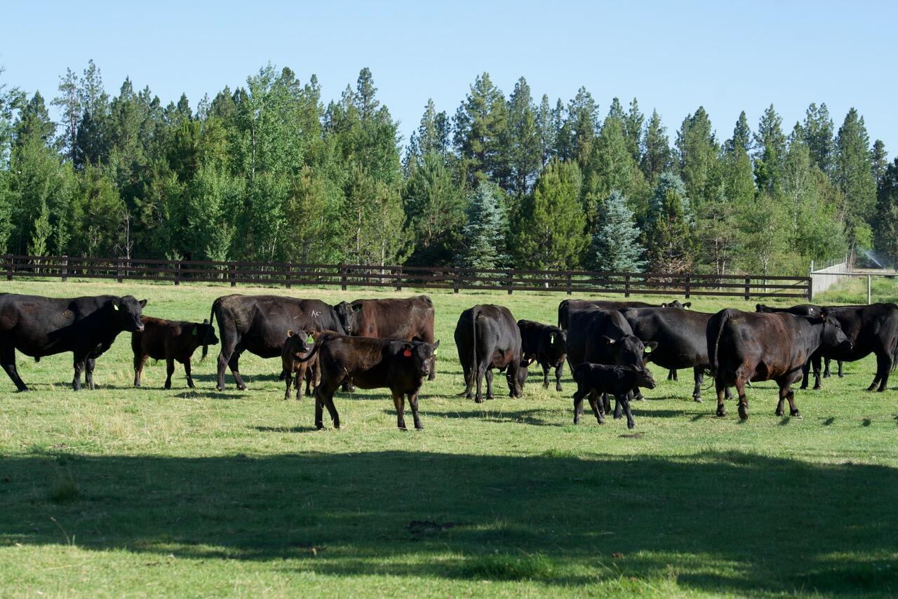64473 Rock Springs Road Bend, OR 97703 - Photo 17 of 73 image003
