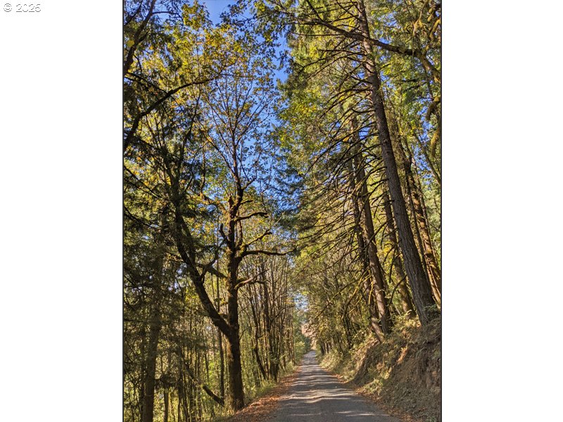 23999 Southwest Guenther Road Hillsboro, OR 97123 - Photo 12 of 16 a backyard of a house