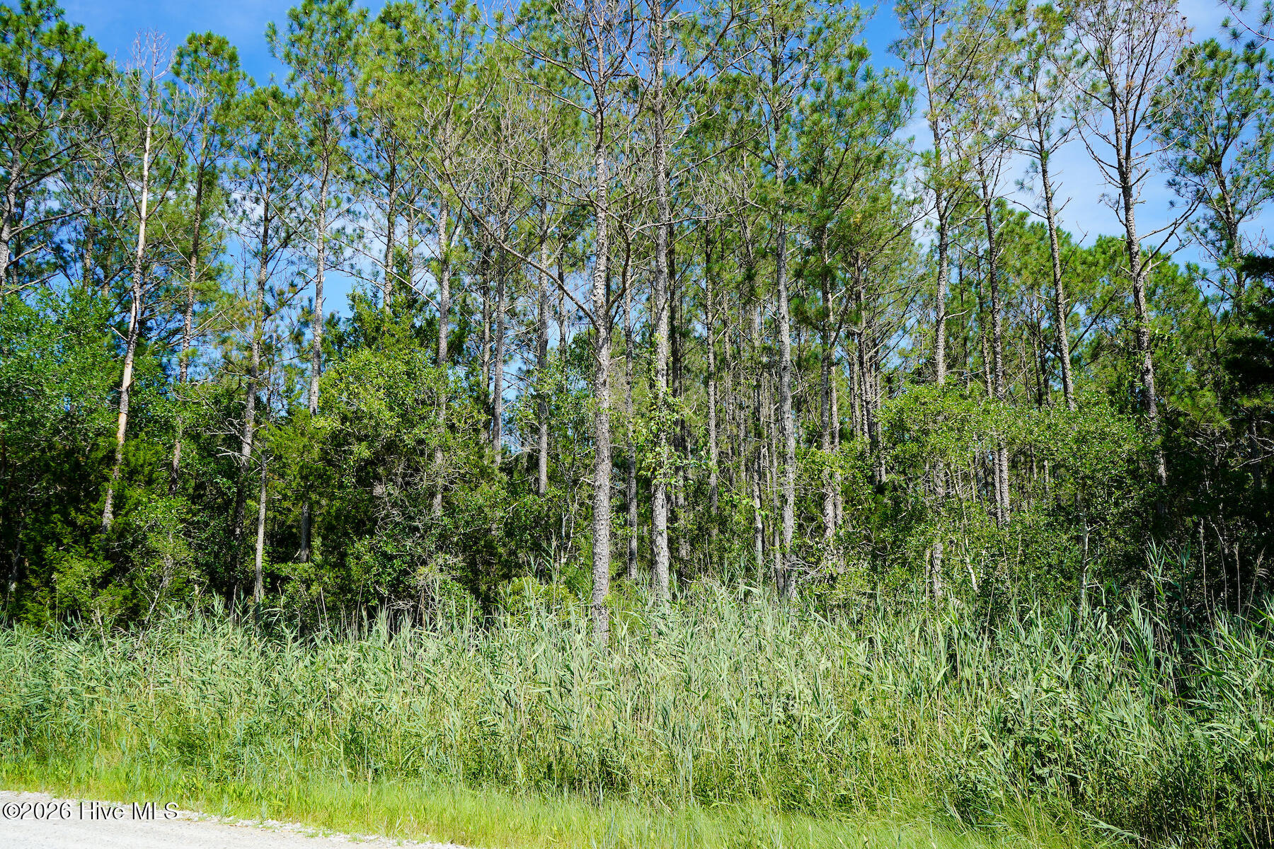 4.57-acres Meekins Road Bayboro, NC 28515 - Photo 13 of 17