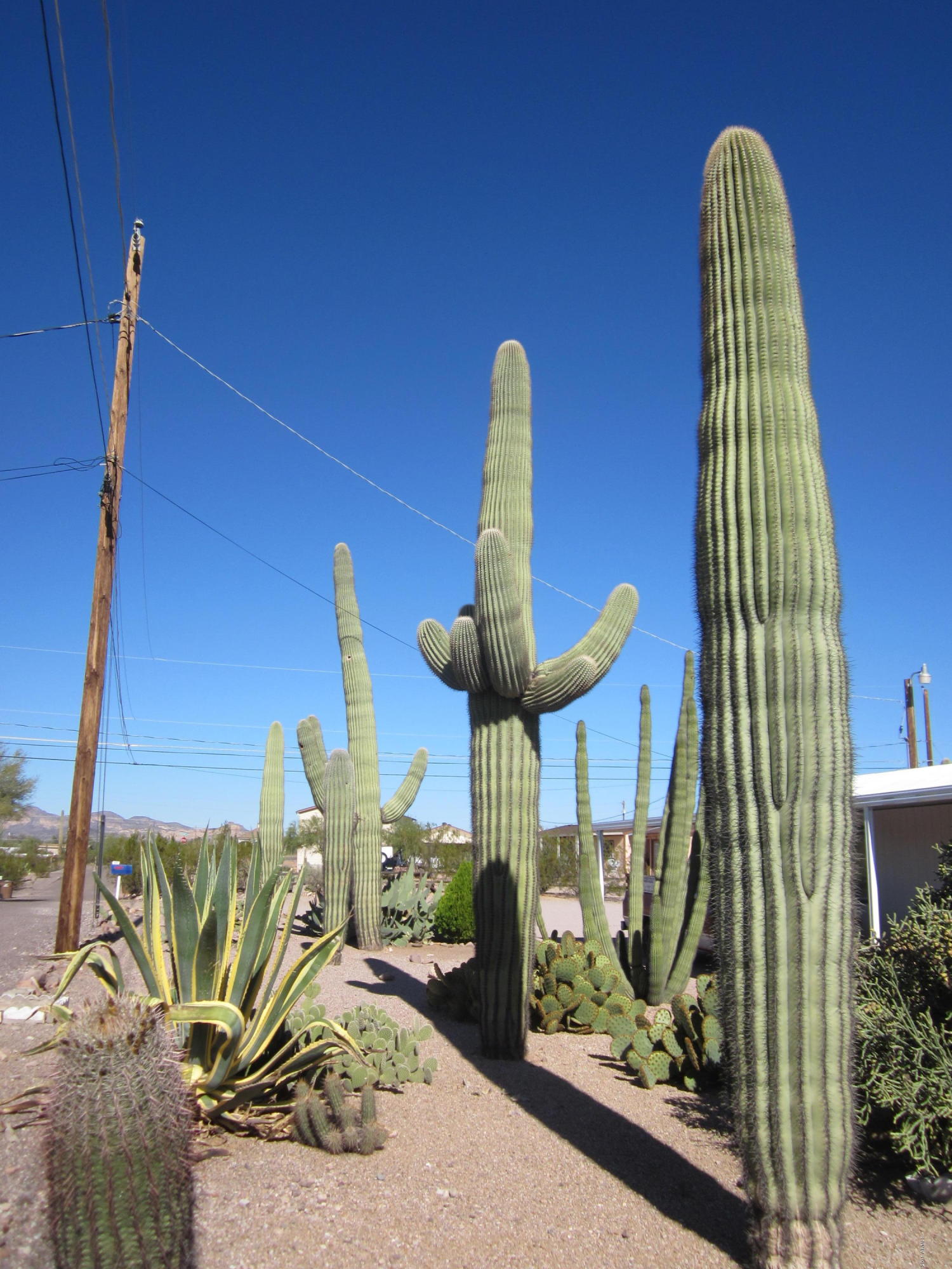 285 North Conestoga Road Apache Junction, AZ 85119 - Photo 3 of 31 IMG_3989
