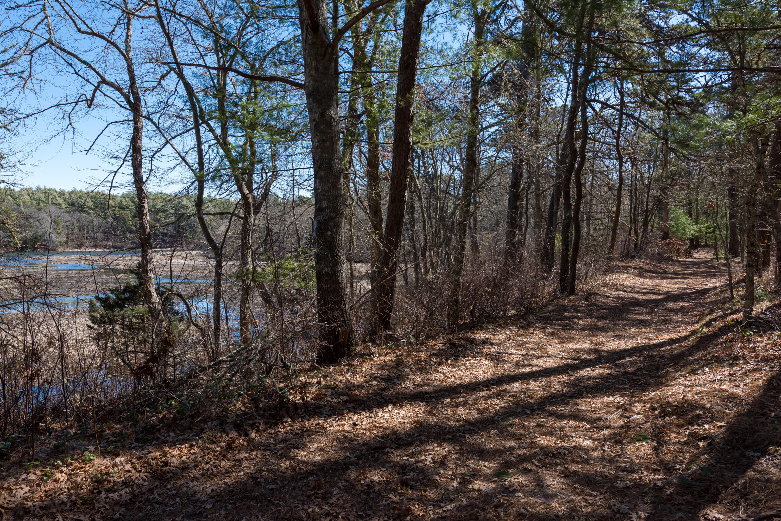5 Amos Landing Road Mashpee, MA 02649 - Photo 24 of 27 a view of a forest filled with trees